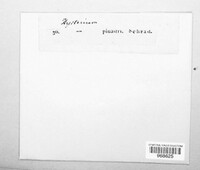 Lophodermium pinastri image